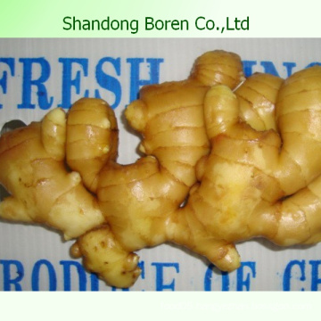 2015 Vegetable New Chinese Fresh Ginger